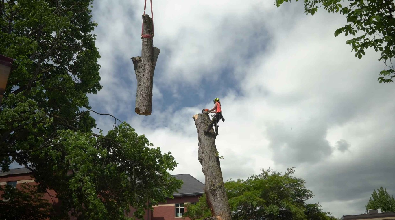 Tree Health & Maintenance service in Lawton, OK