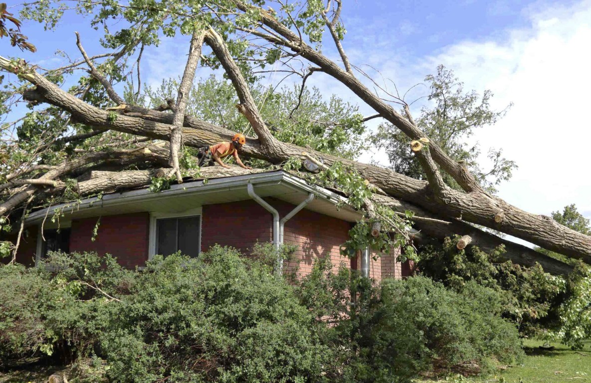Hazardous tree requiring emergency removal in Lawton, OK